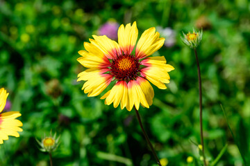 Top view of one vivid yellow and red Gaillardia flower, common name blanket flower,  and blurred green leaves in soft focus, in a garden in a sunny summer day, beautiful outdoor floral background
