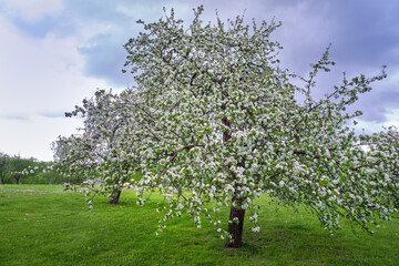Blooming apple tree on a green lawn