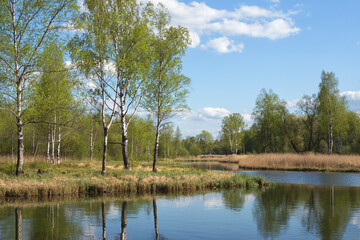 Beautiful spring landscape with birches by the pond
