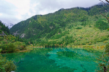 Fototapeta na wymiar Beautiful and fresh scenery along the crystal clear lake with green algae, reflection and trees perfect for mind relaxing during holidays at Jiuzhaigou Valley National Park.