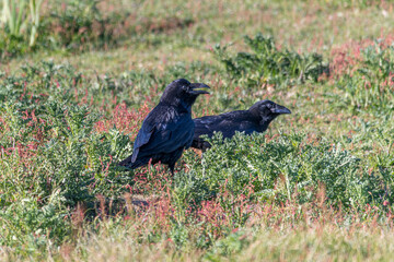 Close up of two adult crows searching for food on the ground
