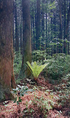한국 제주도 삼나무숲길의 고사리과 고비