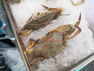 Fresh raw Blue Swimming Crab on on ice. Raw fresh crab for lunch or dinner .