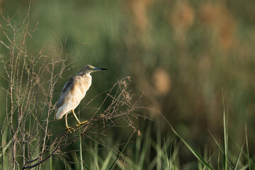 Indian pond heron perched on a bush