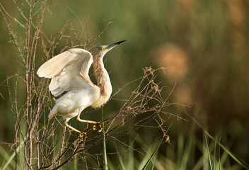 Indian pond heron ready for takeoff