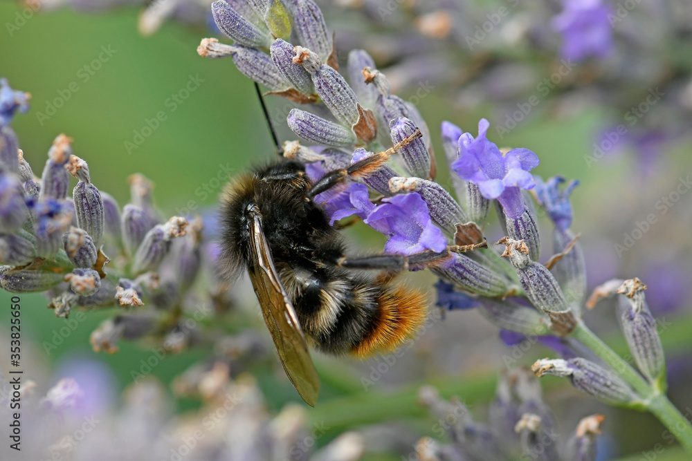 Canvas Prints Cuckoo bumblebee / Felsen-Kuckuckshummel (Bombus rupestris)