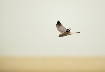 Montagus harrier in flight