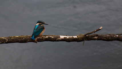 Bird on the branch 