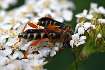 Bienenwespenpaar bei der Paarung