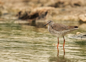 Redshank in breeding plumage, Bahrain
