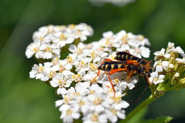 Bienenwespenpaar bei der Paarung