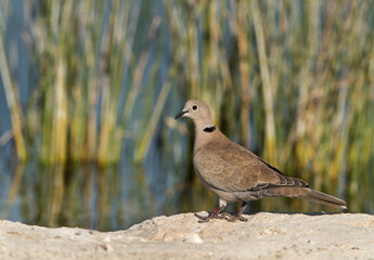 Collard Dove with beautiful long grass background