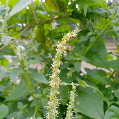 cherry blossom in spring