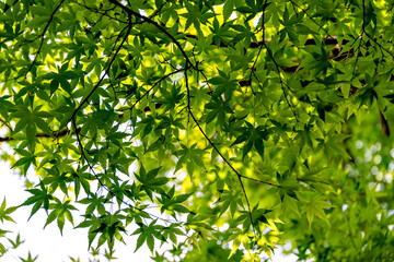 Green maple leaves, not yet turned red, in Japan in early summer