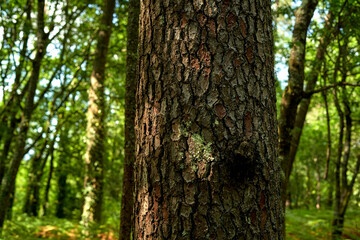 Obraz premium tree bark texture with blur background