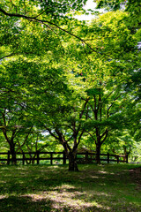 Fototapeta na wymiar Green maple leaves, not yet turned red, in Japan in early summer