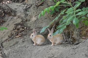 日本の広島県の大久野島のうさぎ