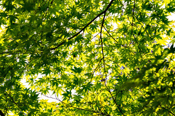 Fototapeta premium Green maple leaves, not yet turned red, in Japan in early summer