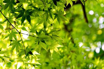 Green maple leaves, not yet turned red, in Japan in early summer