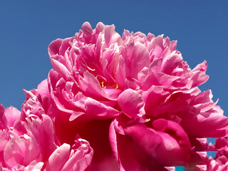 Beautiful big peony rose flower blooming