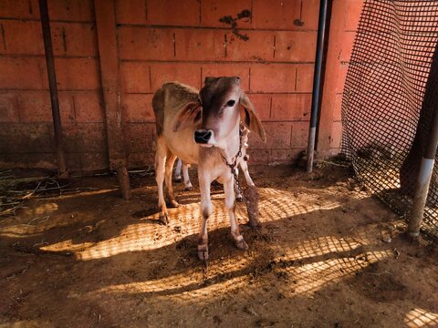 Sun Rays In The Shed Enhanced The Cow Beauty.