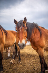 Horses graze on a farm in the corral. Photographed close-up.