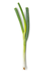 Single fresh young spring onion