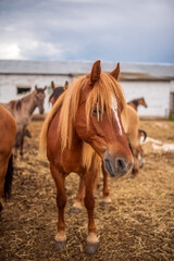 Fototapeta premium Horses graze on a farm in the corral. Photographed close-up.