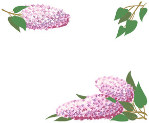 illustration of a frame made of branches of lilac