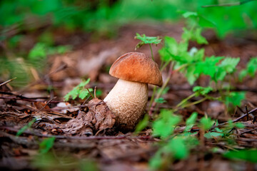 porcini mushroom, forest