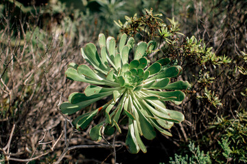 green cactus in the garden