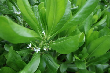 Obraz premium Shoot of Beach Naupaka, young green leaves on branch, Thailand.