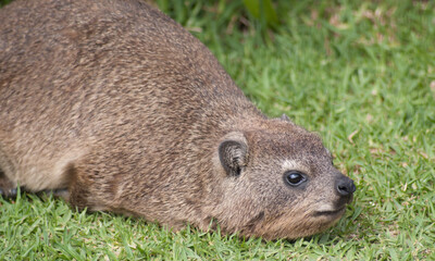 Dassie