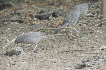 Jungle Babbler