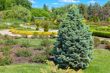 fir tree in the spring park with gardens