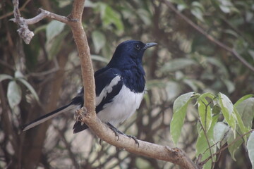 Oriental Magpie Thrush