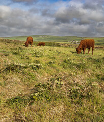 cows grazing in a field