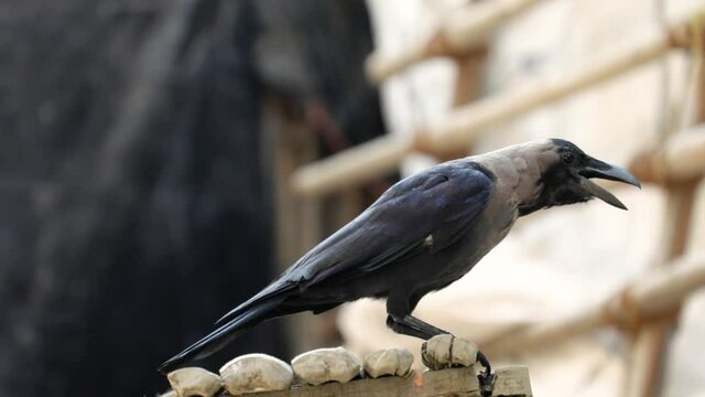 Asian House Crow sitting