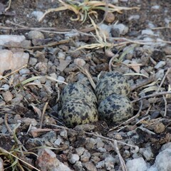 Red-wattled Lapwing Nest
