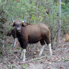 Wild Gaur