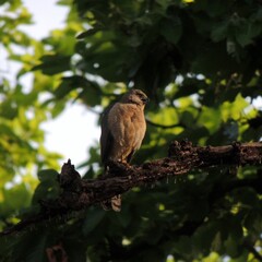 Shikra on a branch