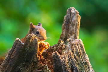 Closeup of a Eurasian red squirrel, Sciurus vulgaris, eating nuts in a forest.