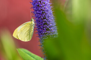 Pieris brassicae, the large white or cabbage butterfly pollinating