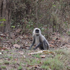 Very Funny Langur Monkeys