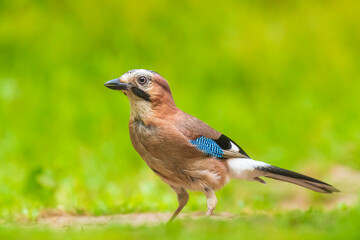 Eurasian jay Garrulus glandarius searching the forest floor for insects to feed.