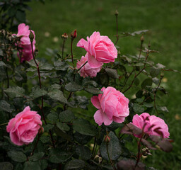fresh pale pink blooming rose buds hybrid tea Queen Elizabeth, pink shrubs in the botanical garden in the summer
