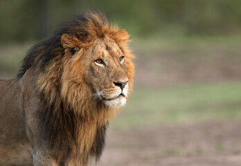 Fototapeta na wymiar The lion King, Masai Mara