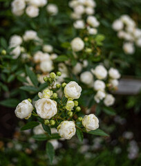 Obraz na płótnie Canvas fresh, beautiful, small blooming white rosebuds