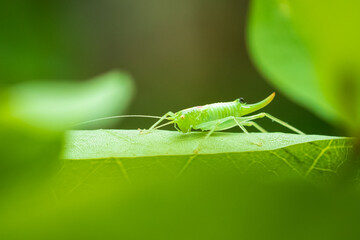 Meconema thalassinum, oak bush-cricket or drumming katydid,