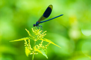 Banded Demoiselle Calopteryx splendens damselfly close-up